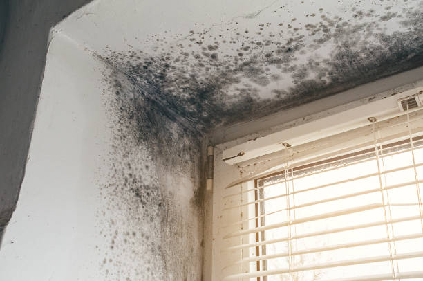 Affordable Attic Mold Remediation solutions in Yale, VA